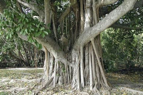 balete tree in english
